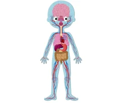 4 Puzles Educativos El Cuerpo Humano