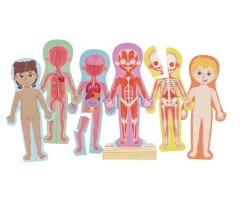 Puzzle Magnético del Cuerpo Humano